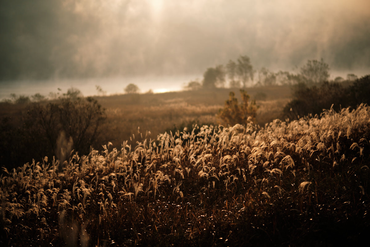 Reeds and Fog, Nakdong River, North Gyeongsang Province